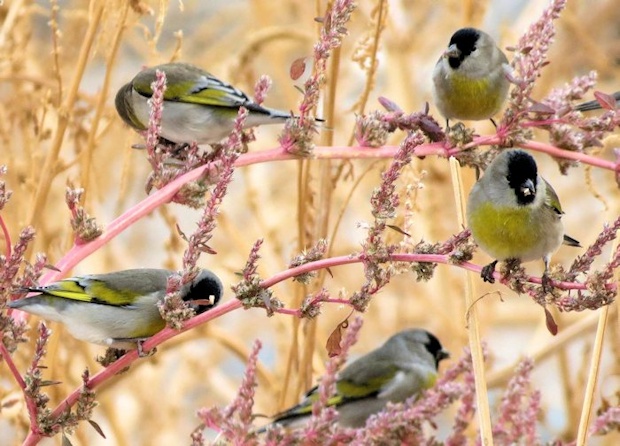 Lawrence's Goldfinch